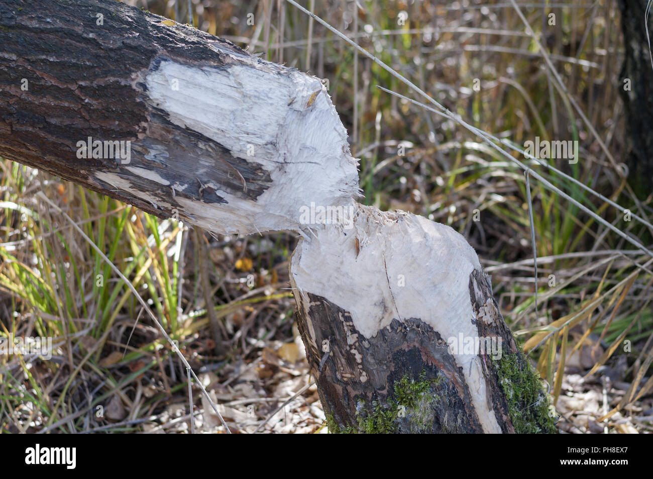 Fallen tree through a beaver Stock Photo - Alamy