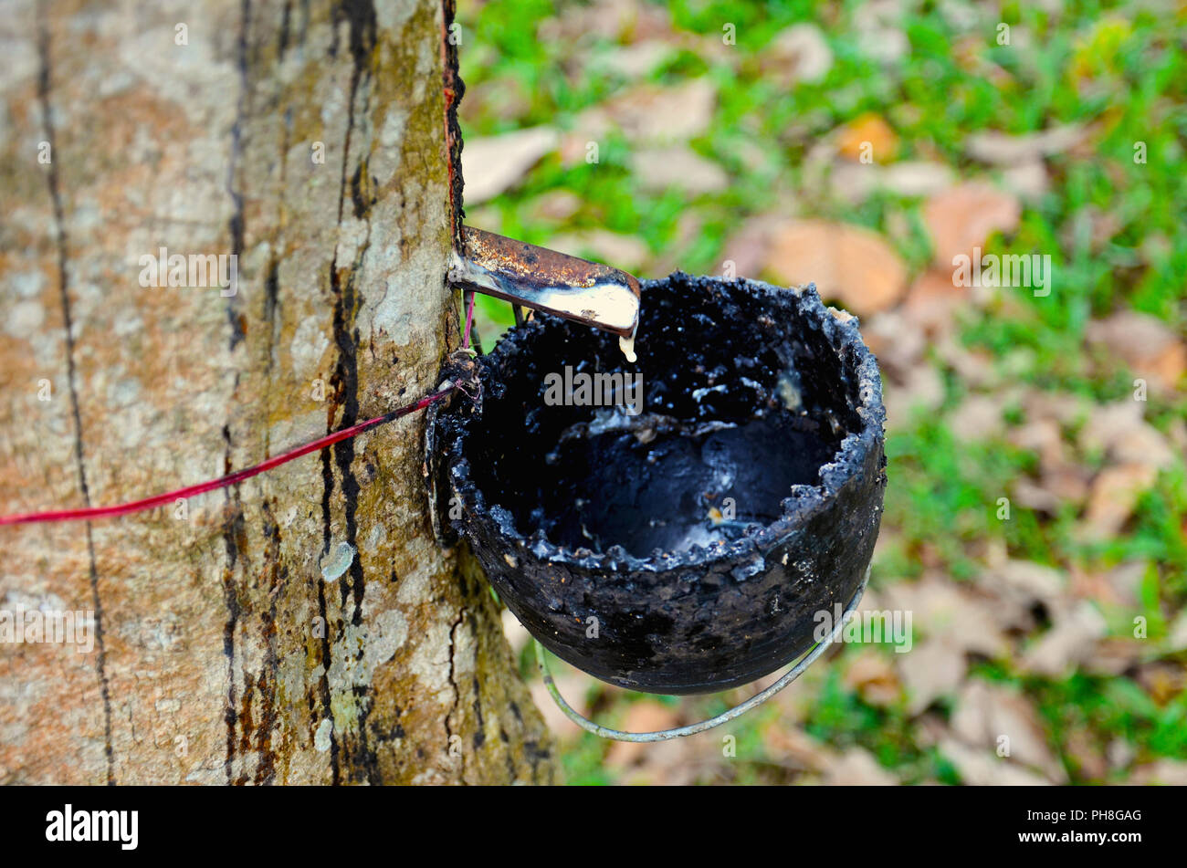 Extraction Of Plant Gum From The Rubber Tree Kerala Stock Photo Alamy