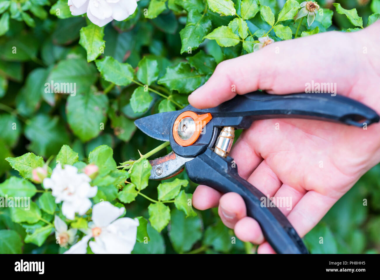 Hand holds pruning shears for flower arranging. Gardening with hand prunes Stock Photo
