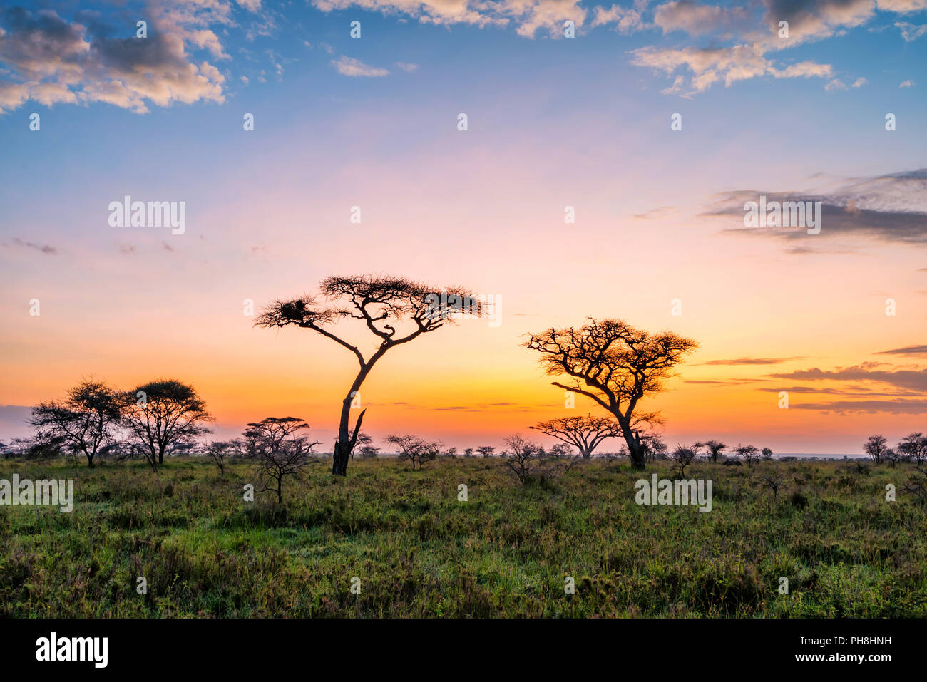 Fantasy African lanscape of the beautiful sunrise in savannah Stock ...