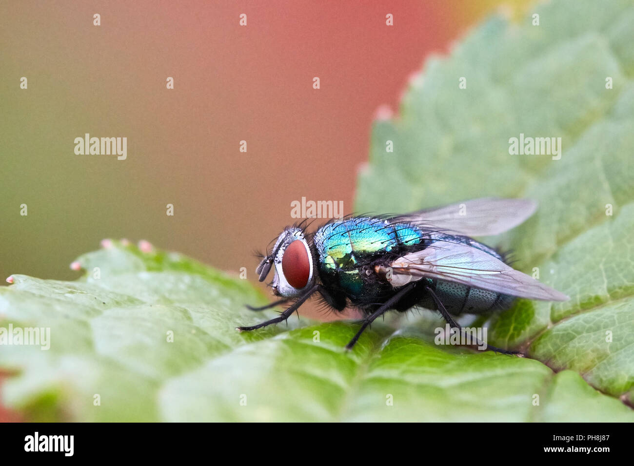 Close up of green bottle fly, Lucilia sericata sitting on a cherry tree leaf Stock Photo