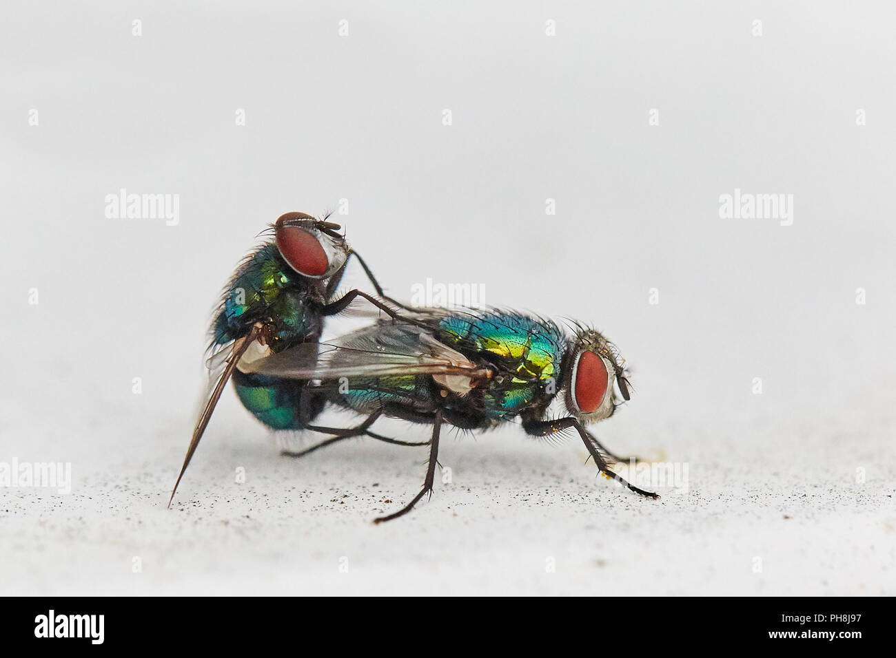 Close up macro of two green bottle flies, Lucilia sericata mating on a cherry tree leaf Stock Photo