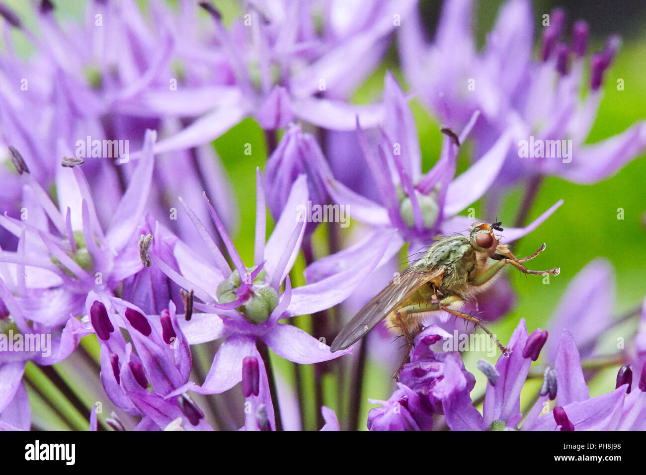 Macro photo of ugly green hairy large adult cabbage root fly sitting on the violet blossom of an allium in the garden Stock Photo