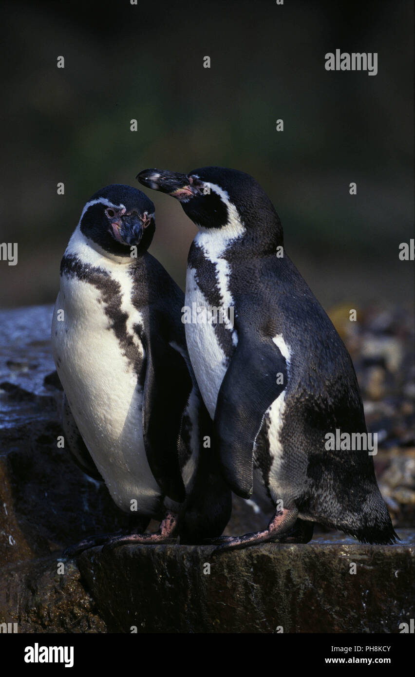humboldtpinguin, spheniscus humboldti, humboldt penguin Stock Photo