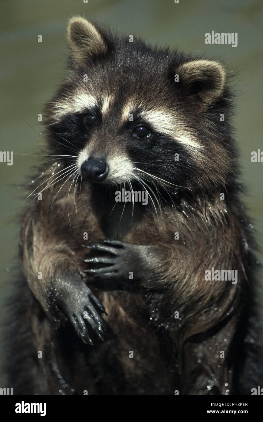 Waschbaer macht Maennchen (Portrait) Raccoon sitting up and begging (Portrait) Stock Photo