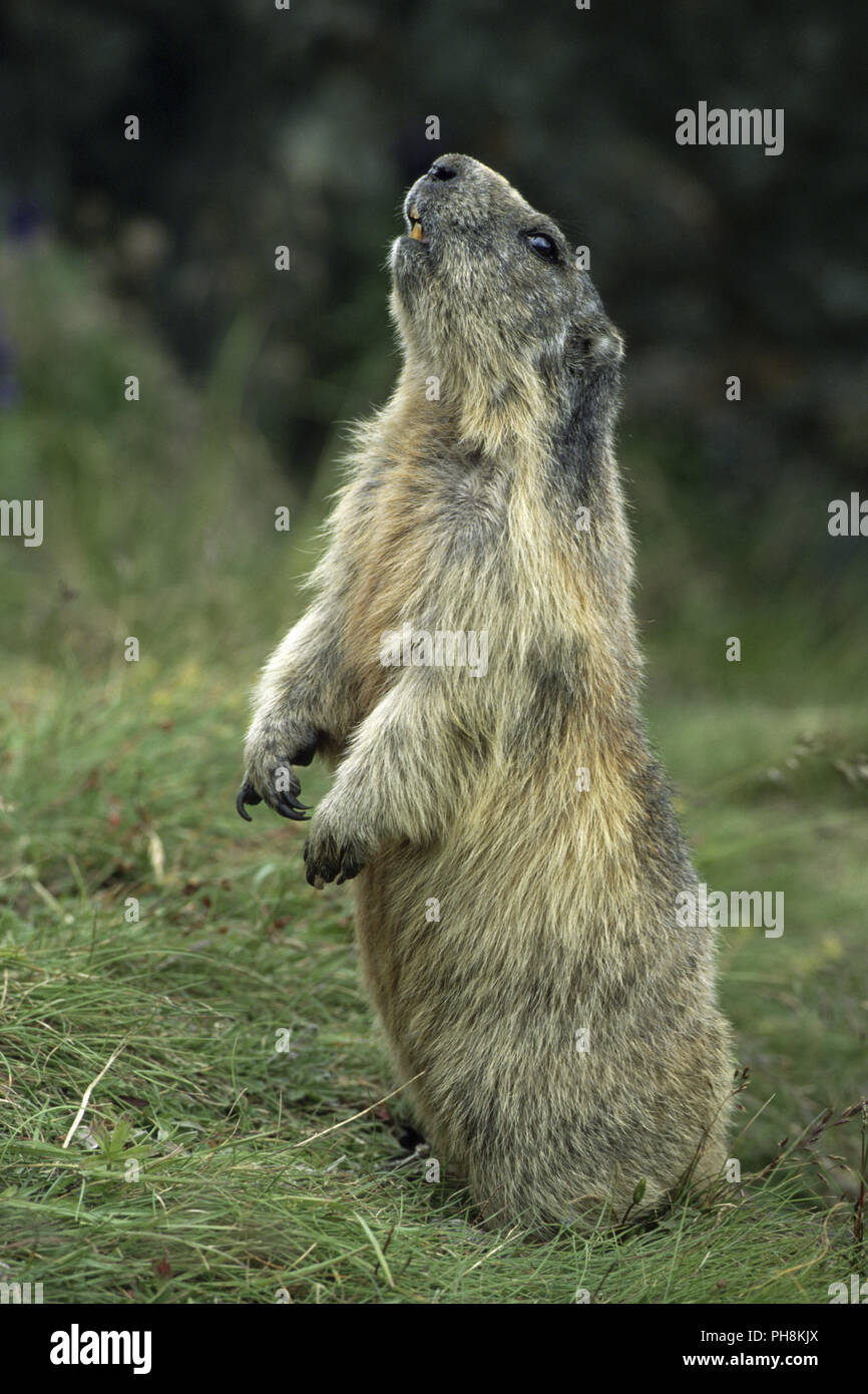 Alpenmurmeltier macht Maennchen Alpine Marmot sitting up and begging Stock Photo