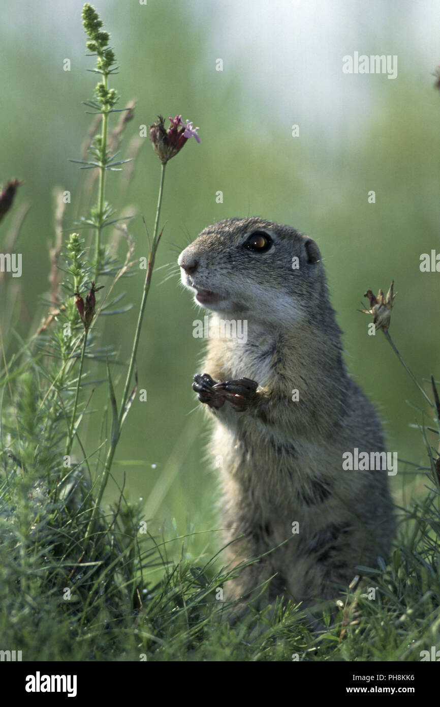 Europaeisches Ziesel European Souslik Spermophilus Citellus Stock 