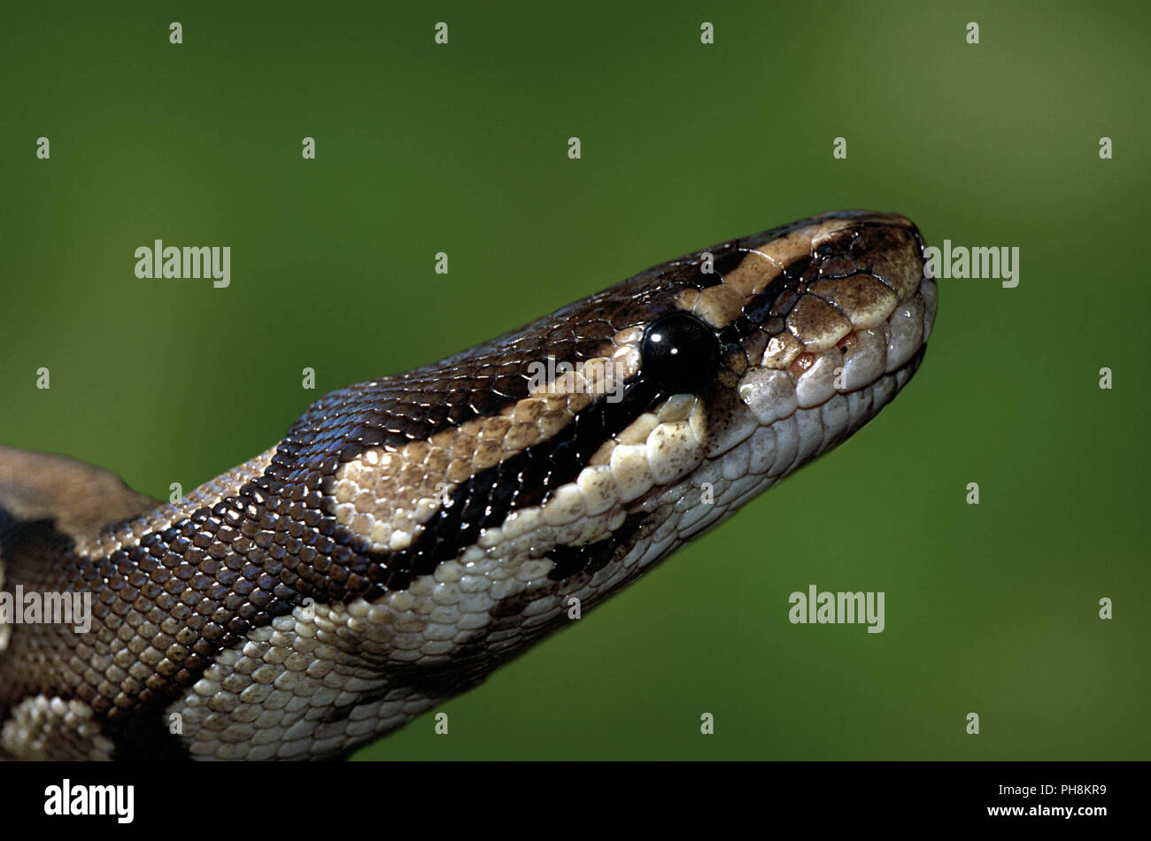 Royal Pythons Or Ball Pythons High Resolution Stock Photography and ...