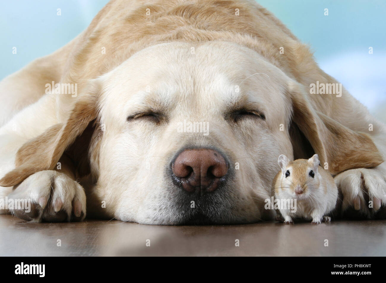 blonder Labrador, Rennmaus,  Labrador Retriever, gerbil Stock Photo