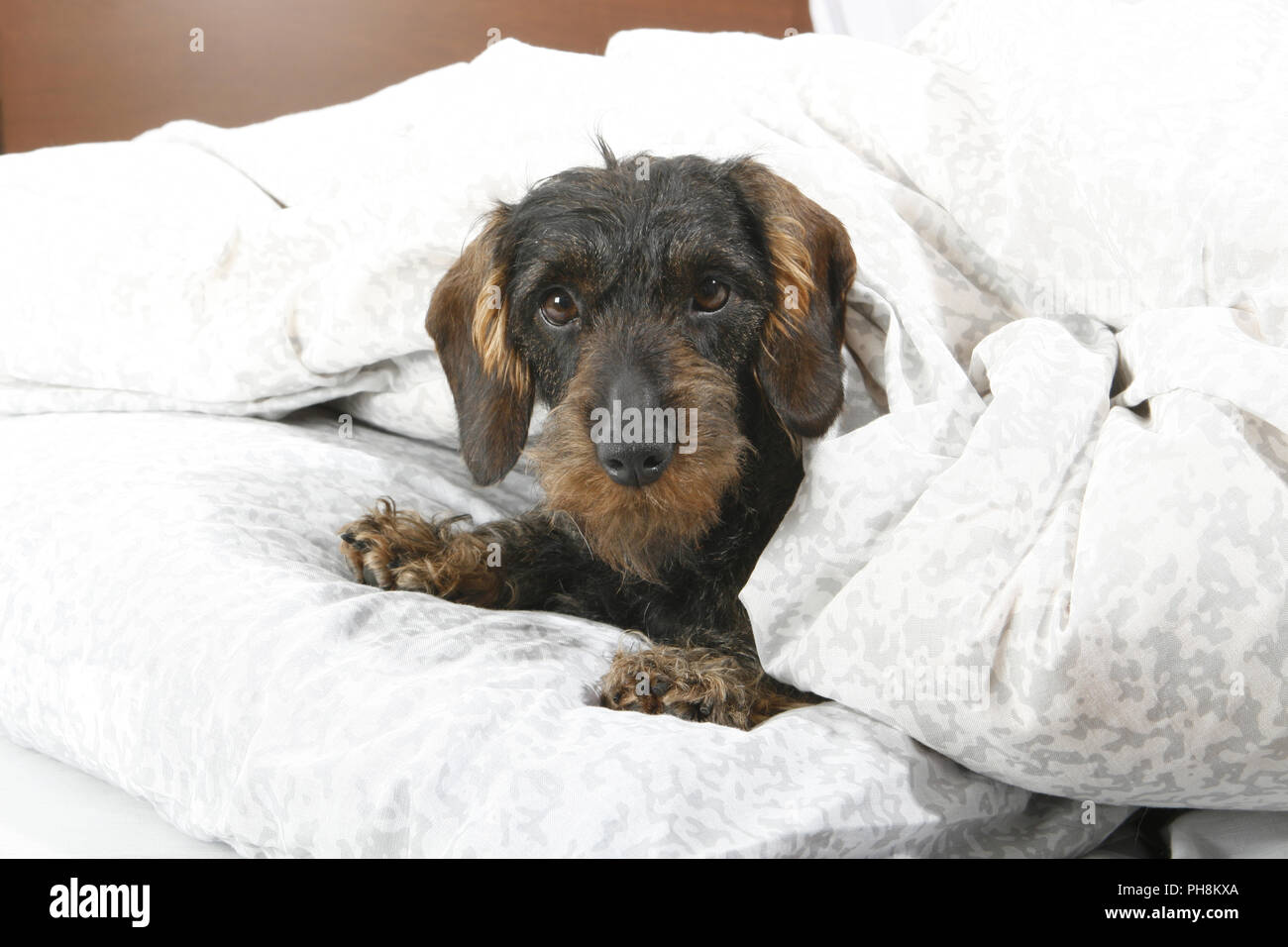 Rauhaardackel, Bett, Wire-haired dachshund, bed Stock Photo - Alamy