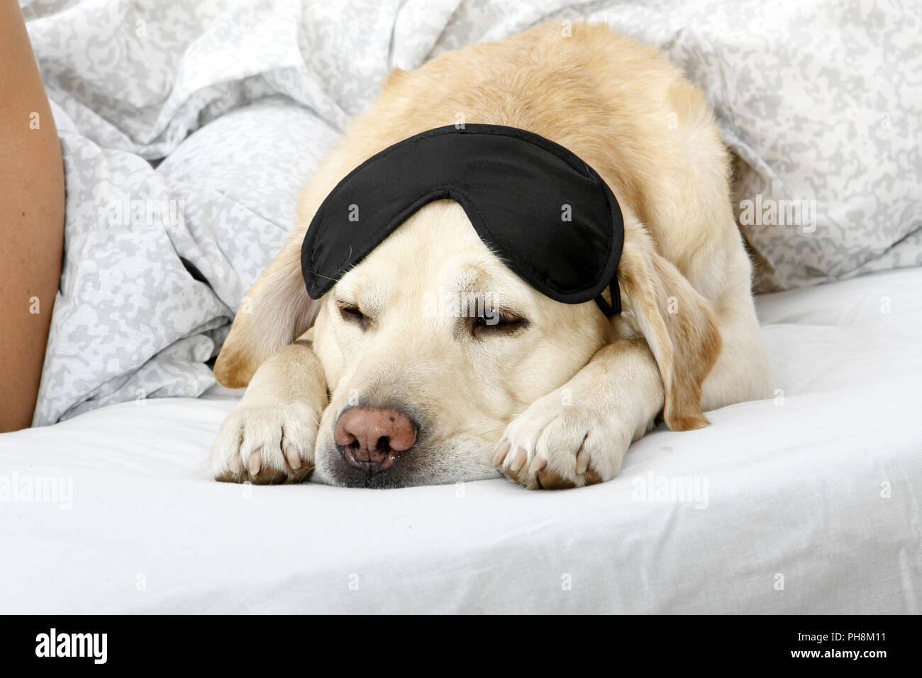Blonder Labrador, Retriever mit Maske im Bett Stock Photo - Alamy