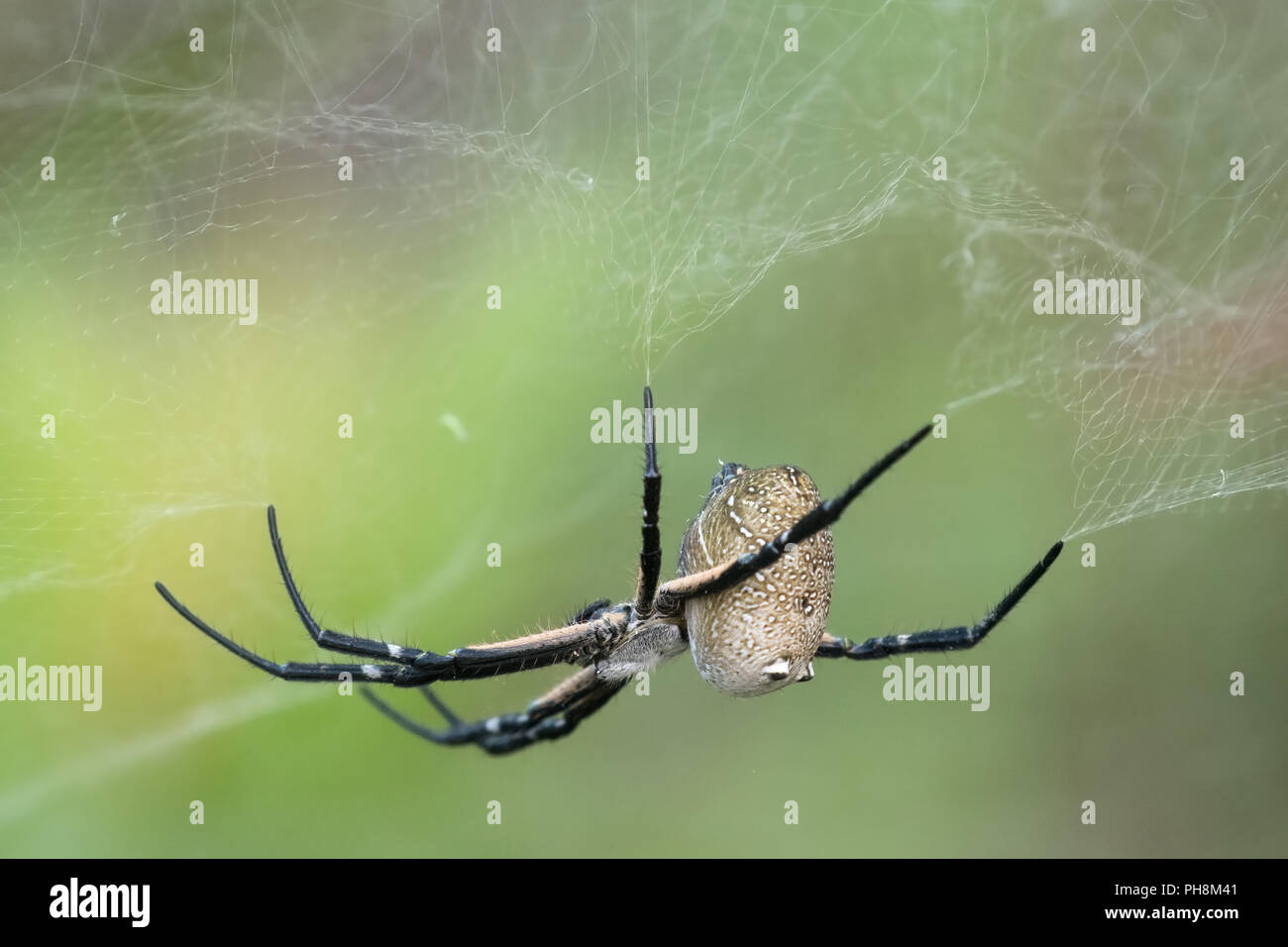 A spider from Cyrtophora genus hanging underneath its web Stock Photo