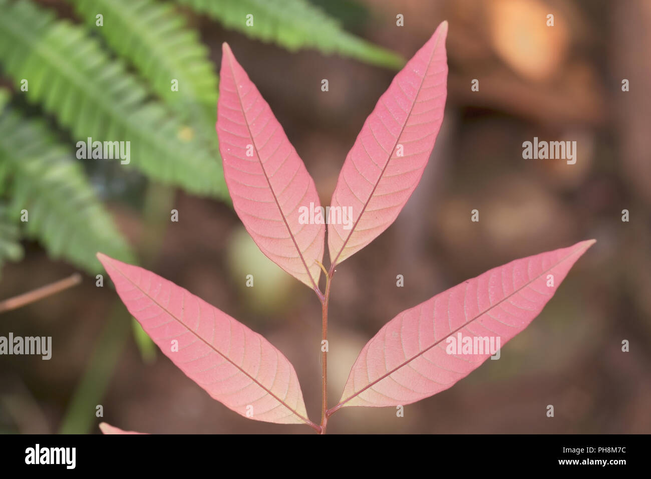 Fresh New Pink Leaves of a Tropical Plant Stock Photo