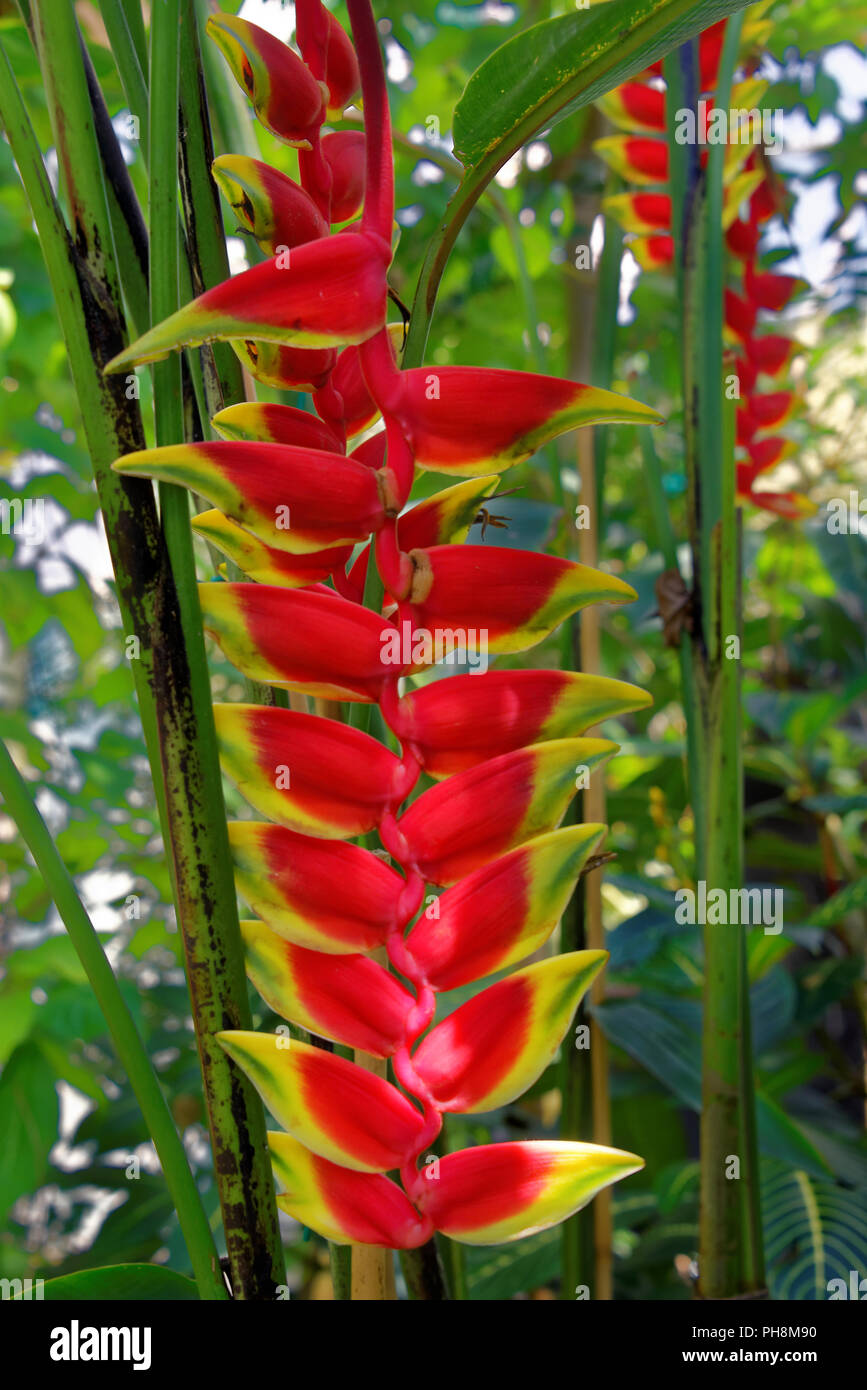 Heliconia rostrata (also known as hanging lobster claw or false bird of paradise) Stock Photo