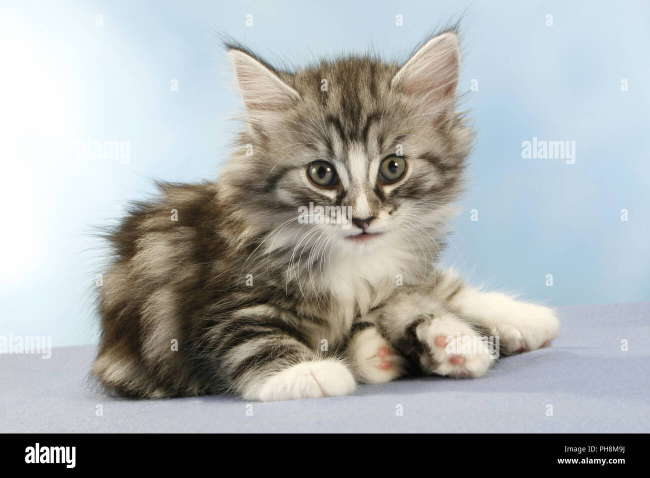 Norwegian Forest Cat, seven weeks old Stock Photo