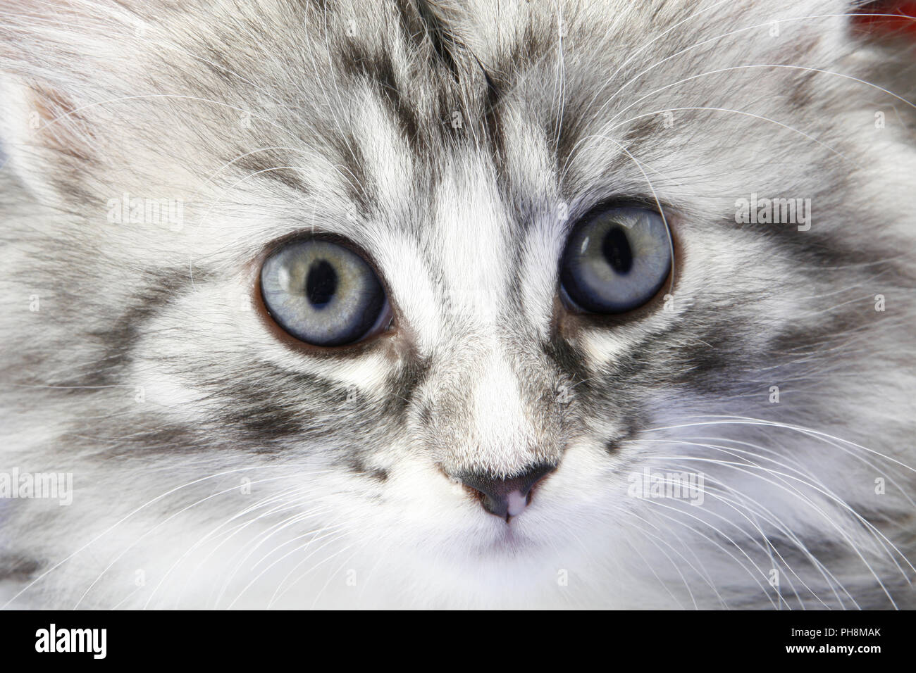 Norwegian Forest Cat, seven weeks old Stock Photo