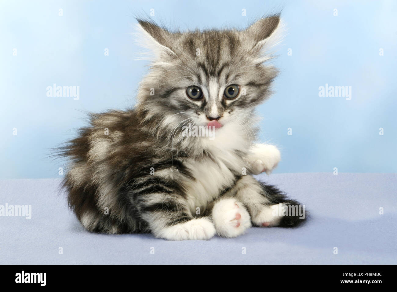 Norwegian Forest Cat, seven weeks old Stock Photo