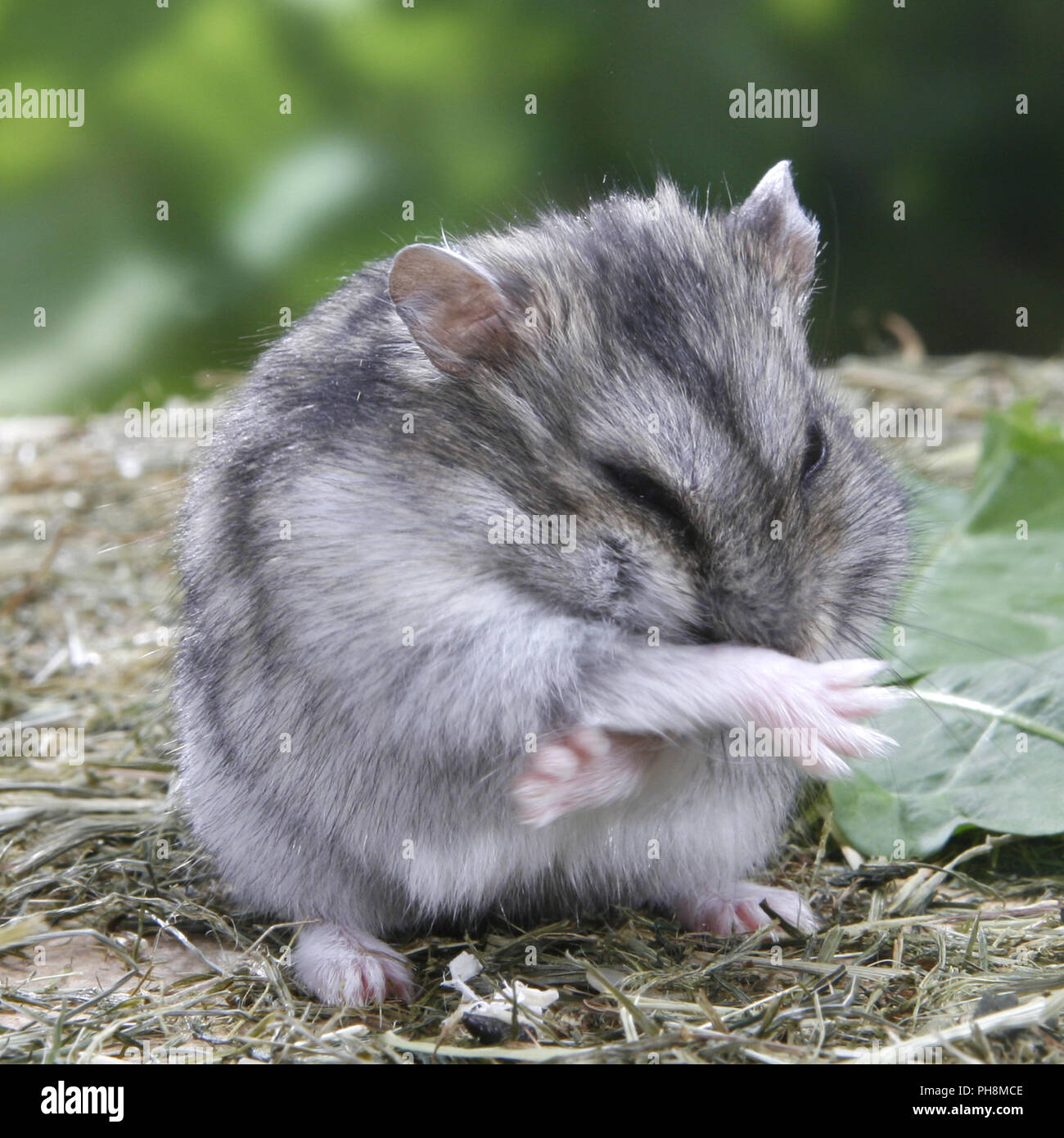 Winter White Russian Dwarf Hamster Stock Photo Alamy