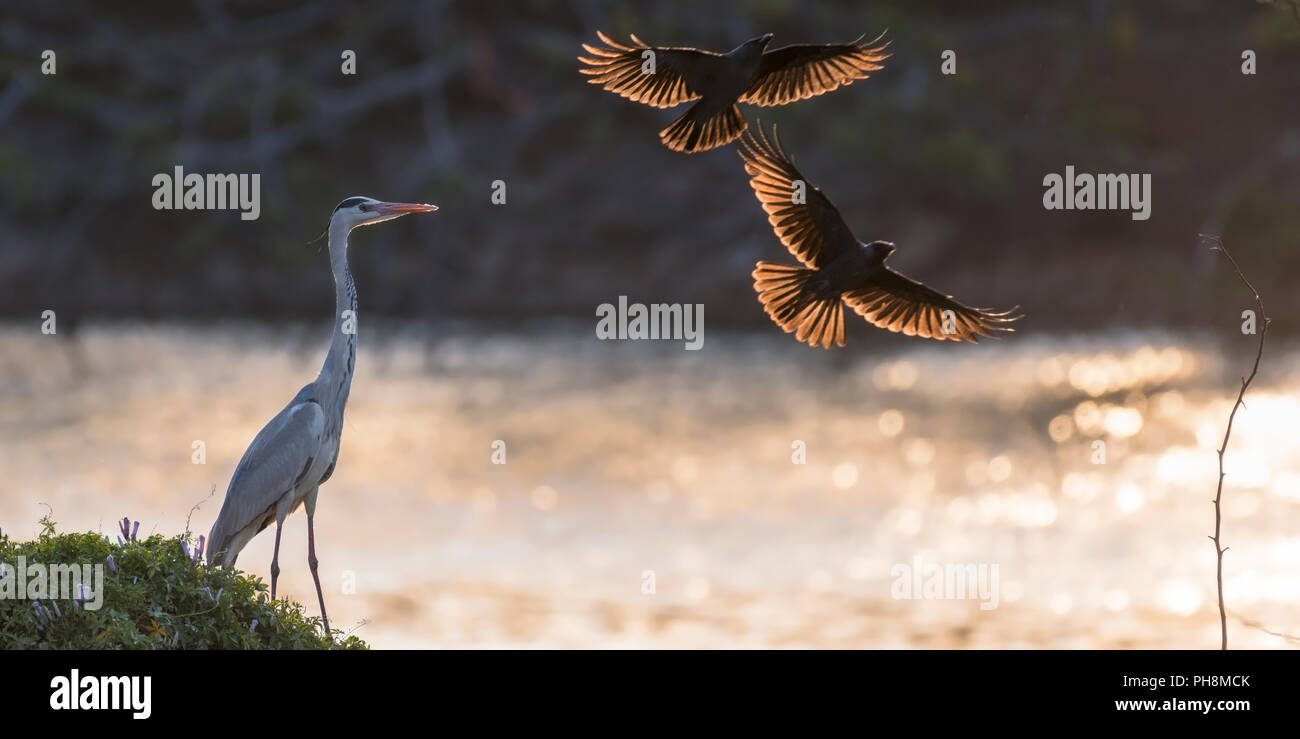 Birds of india hi-res stock photography and images - Alamy