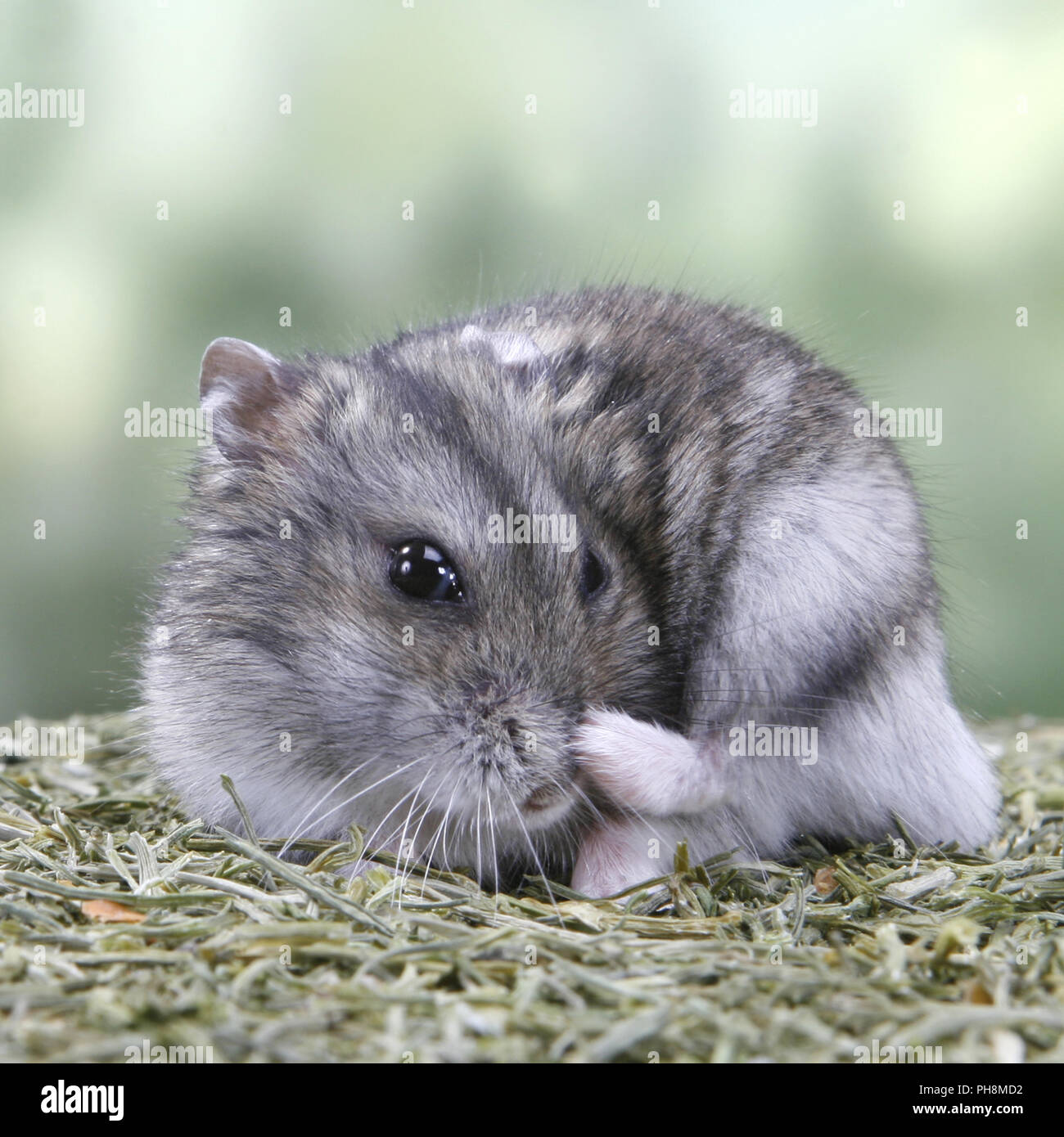 siberian dwarf hamster