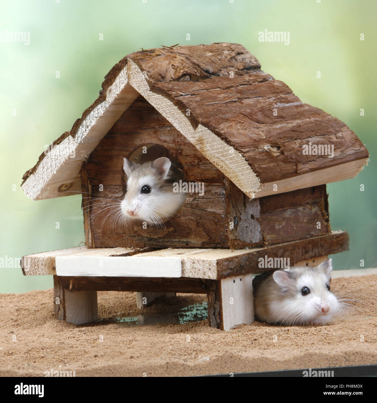 dwarf hamster lifespan MK long  Dwarf hamster, Hamster, Hamster