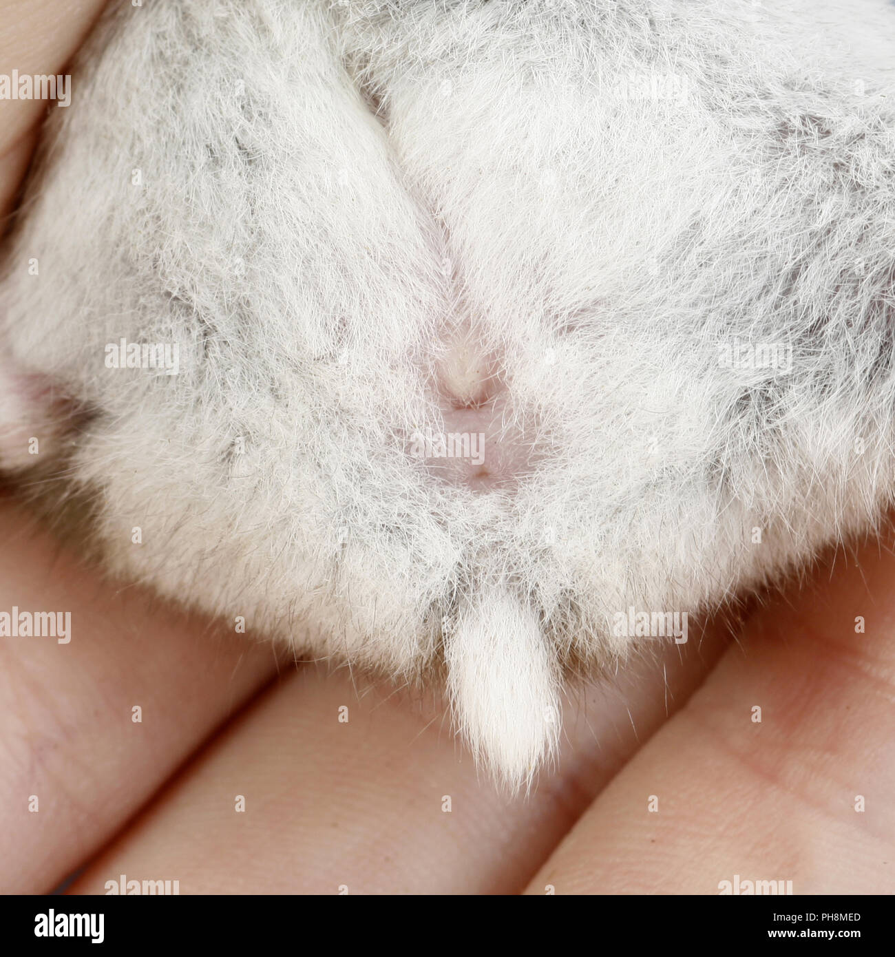 About Russian Dwarf Hamsters