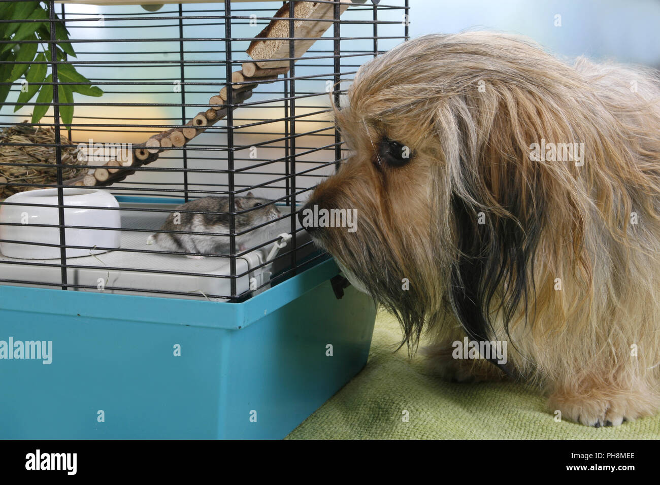 View of russian dwarf hamster Stock Photo - Alamy