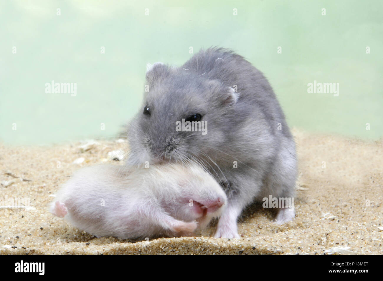 russian dwarf hamster grey