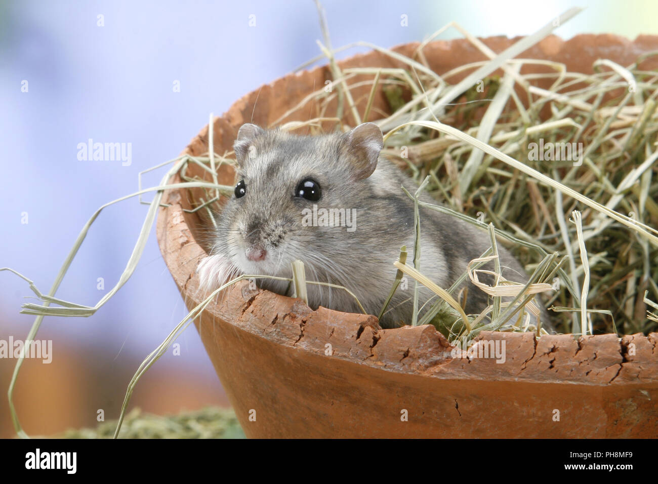 russian dwarf hamster Stock Photo Alamy