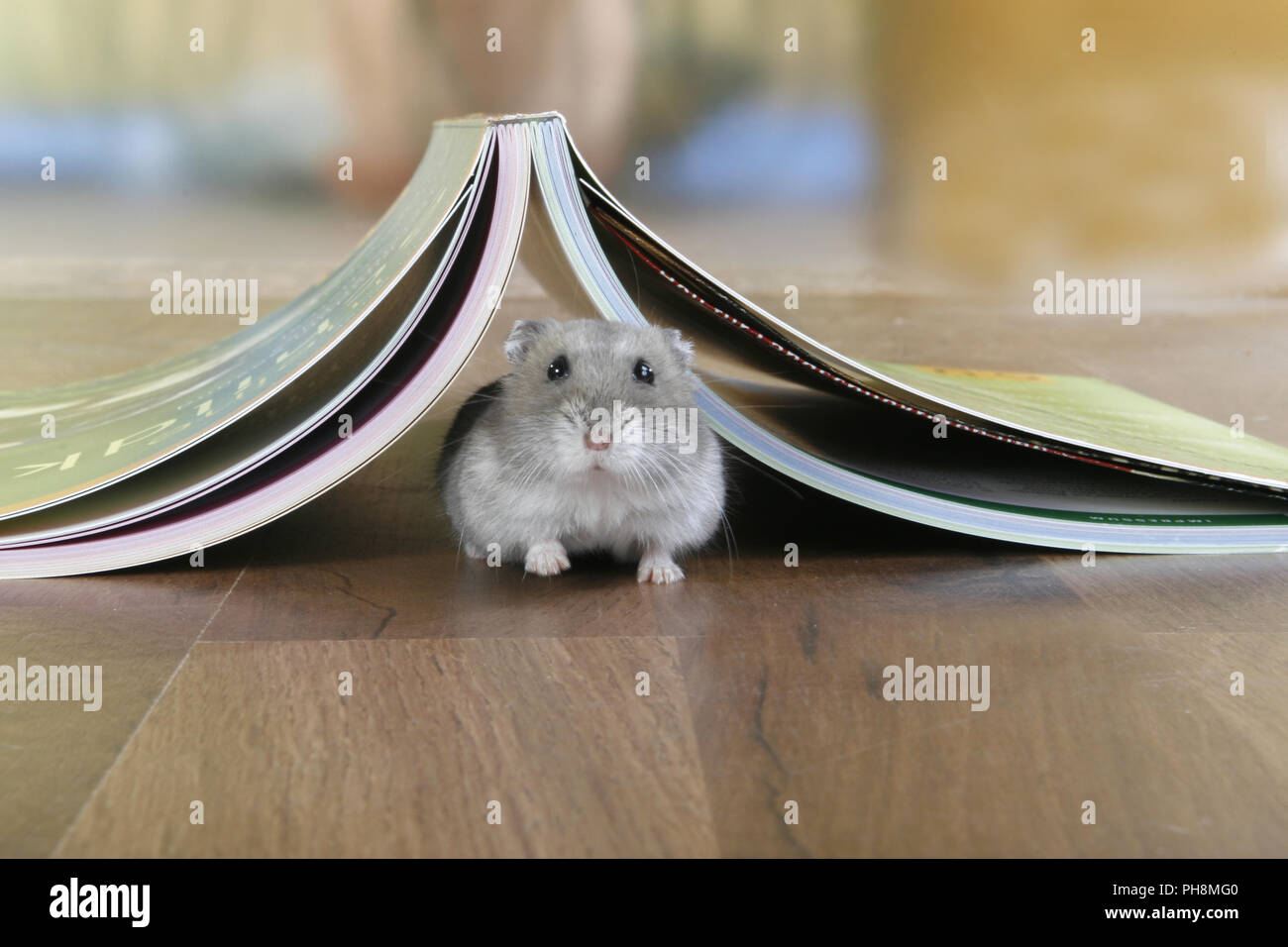 russian dwarf hamster Stock Photo Alamy
