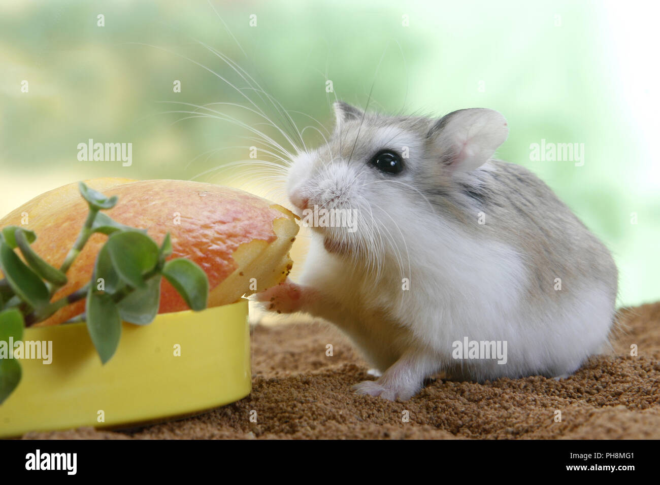 Roborowski Zwerghamster, Phodopus roborovskii, Roborovski hamster Stock Photo