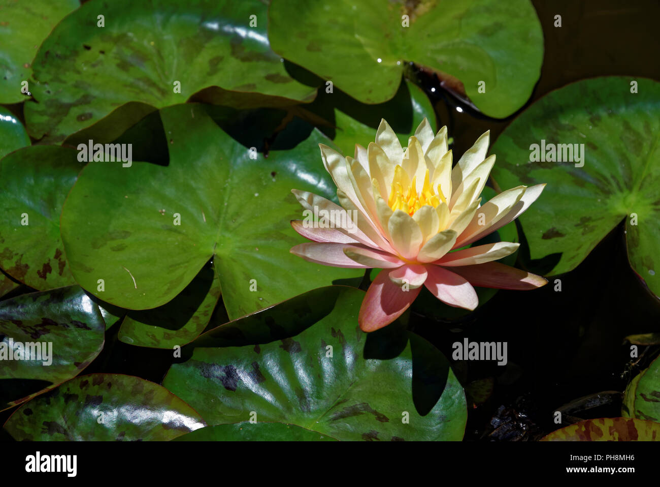 Nymphaea is a genus of hardy and tender aquatic plants in the family Nymphaeaceae. Stock Photo