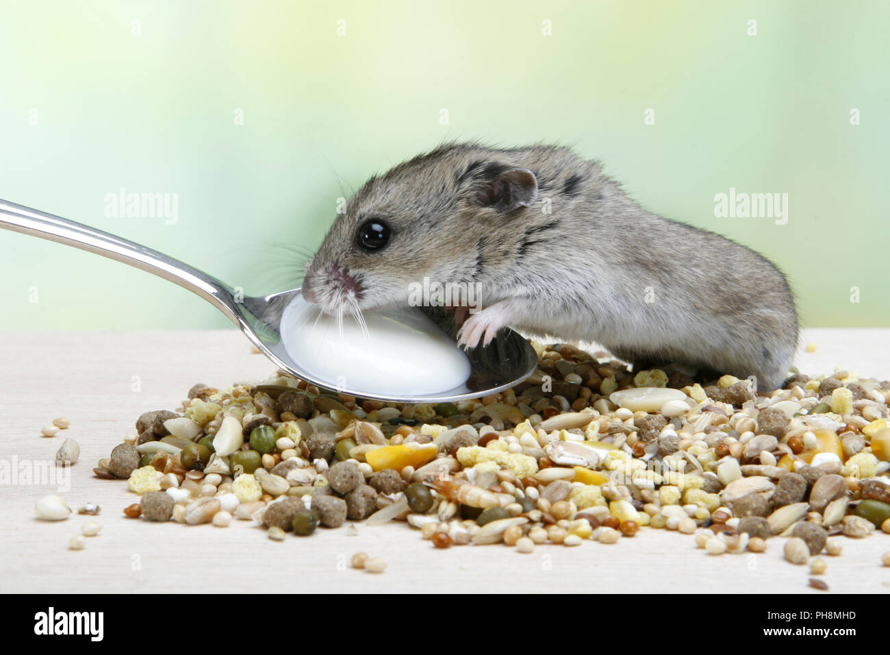 chinesischer-streifenhamster-alle-infos-im-rasseportr-t