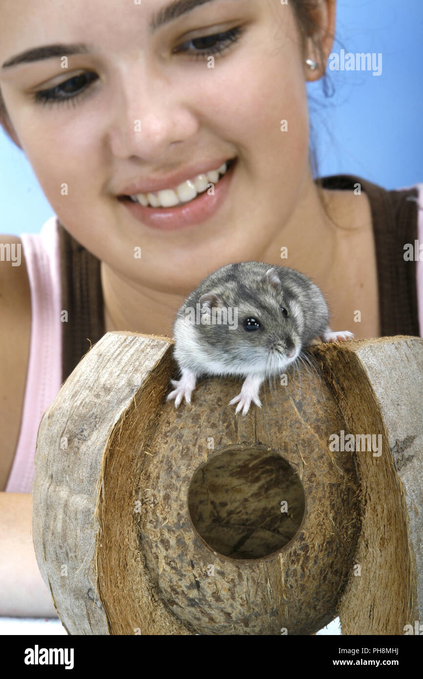 russian dwarf hamster Stock Photo Alamy