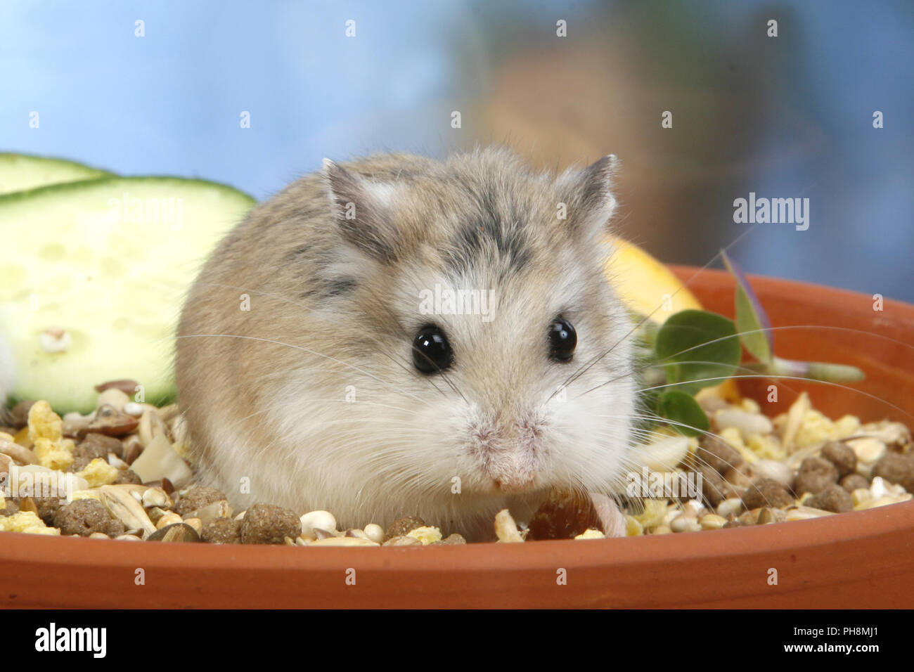 russian dwarf hamster Stock Photo Alamy