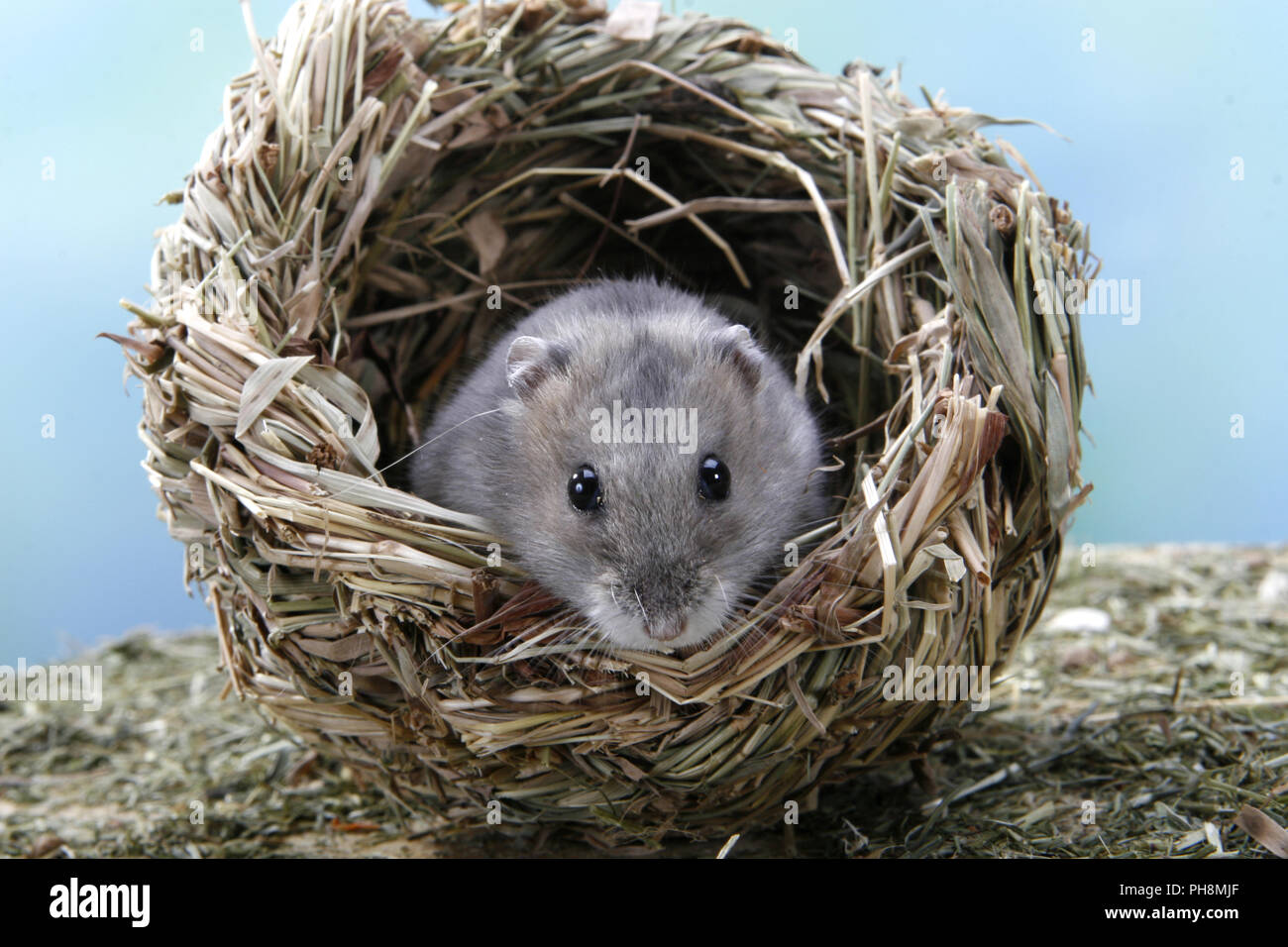 Image showcasing russian dwarf hamster Stock Photo - Alamy