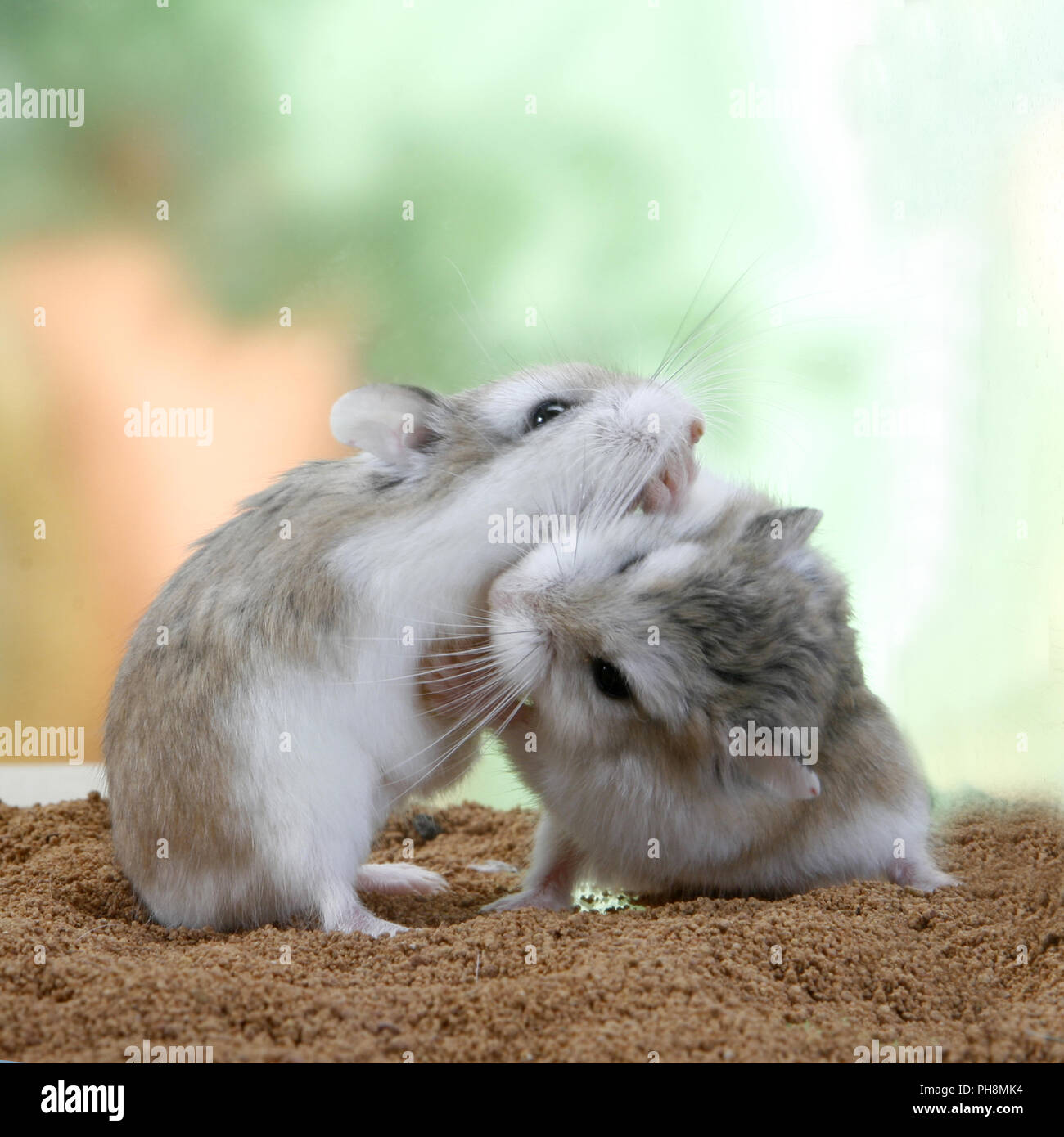 Robo Dwarf Hamsters Fighting
