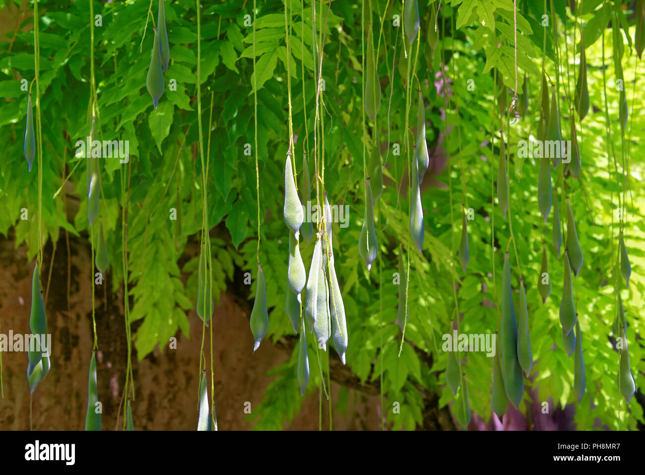 Wisteria floribunda f. Multijuga (Japanese wisteria) Stock Photo