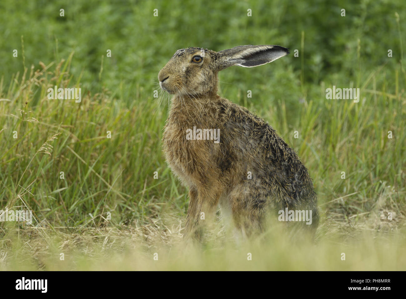 Europaeischer Feldhase, Lepus europaeus, European Hare Stock Photo