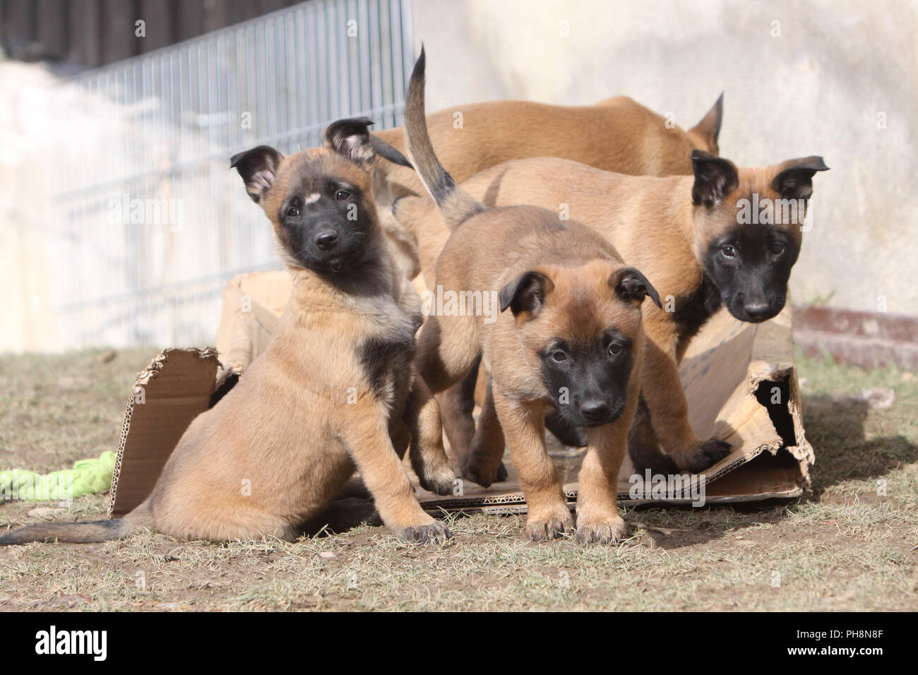 Malinois, Belgian Shepherd Dog Stock Photo - Alamy