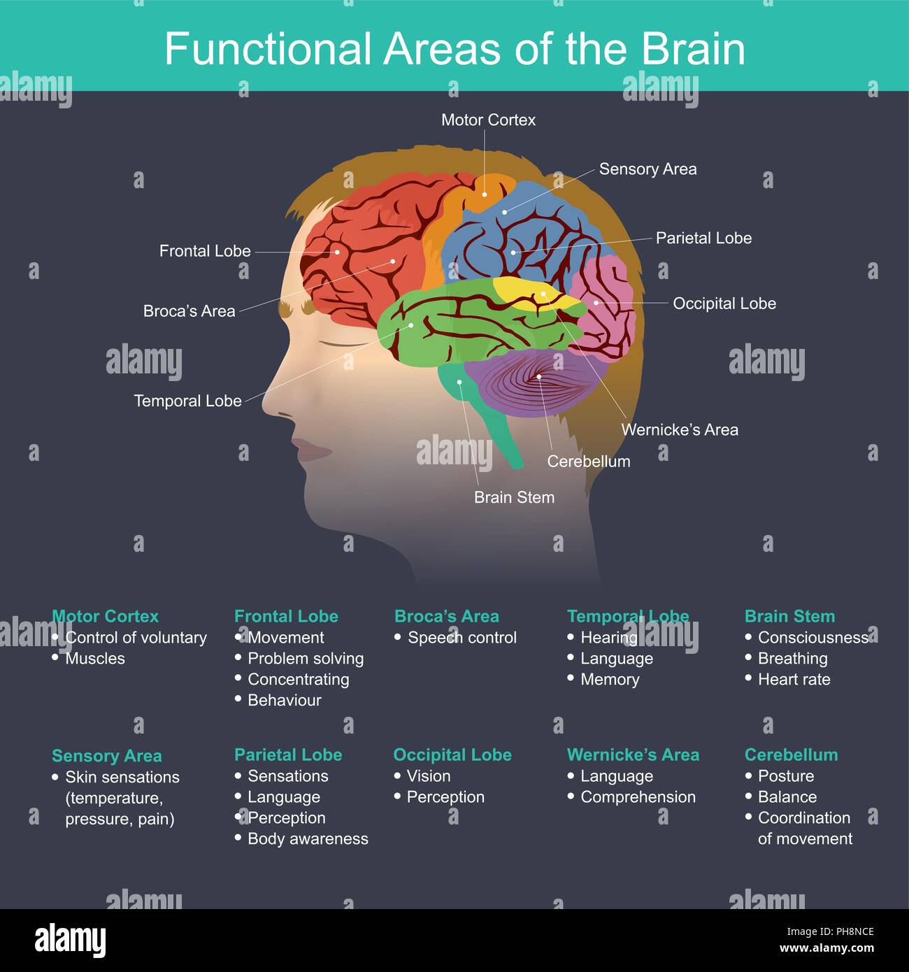 brain function chart