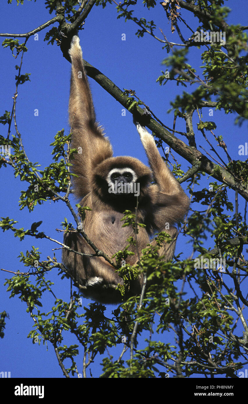 Weisshandgibbon High Resolution Stock Photography and Images Alamy