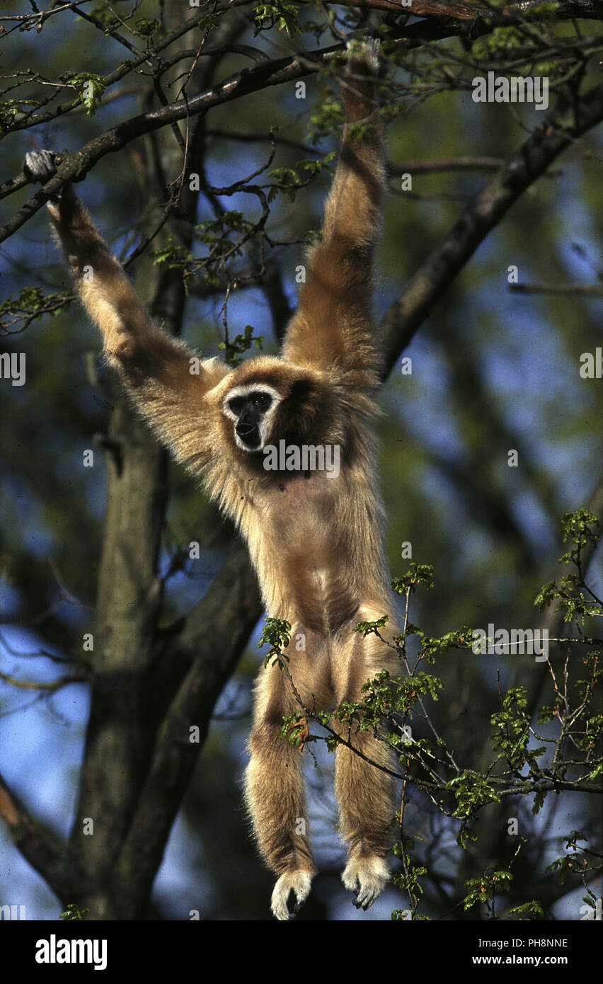 Weisshandgibbon High Resolution Stock Photography and Images Alamy