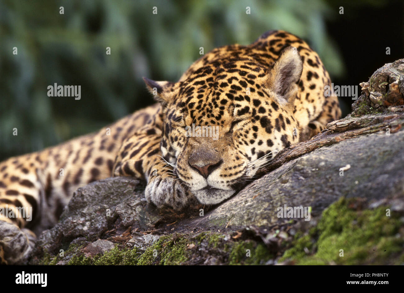 Schlafend Stock Photos & Schlafend Stock Images - Alamy