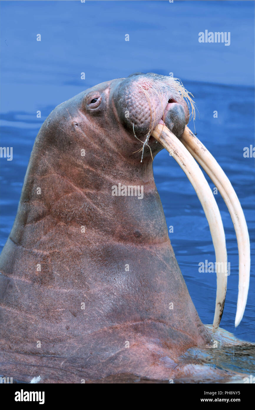 Walross, Odobenus rosmarus, Atlantic walrus Stock Photo
