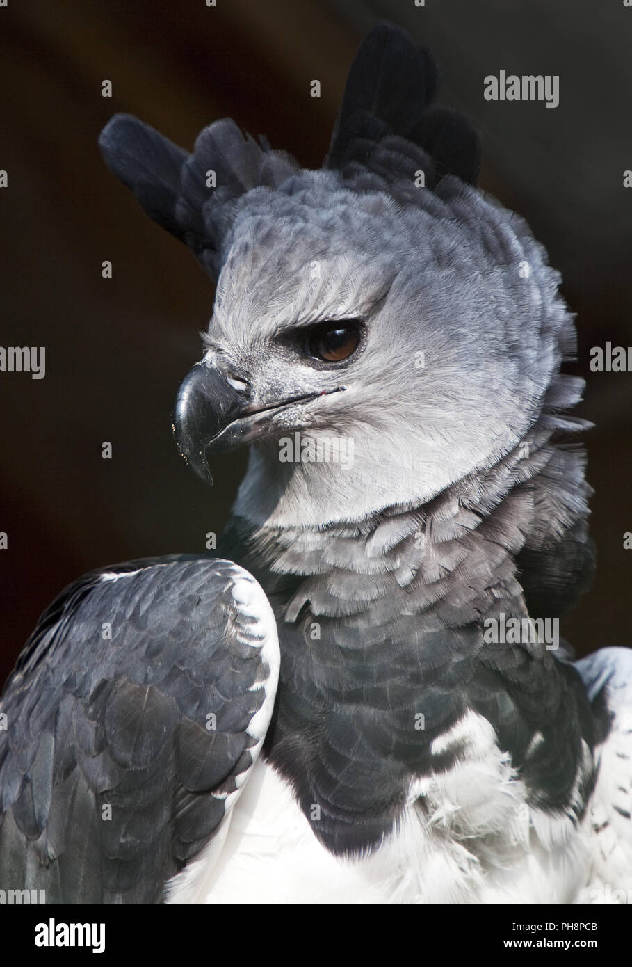 Harpy eagle (Harpia harpyja), Wuppertal zoo Stock Photo