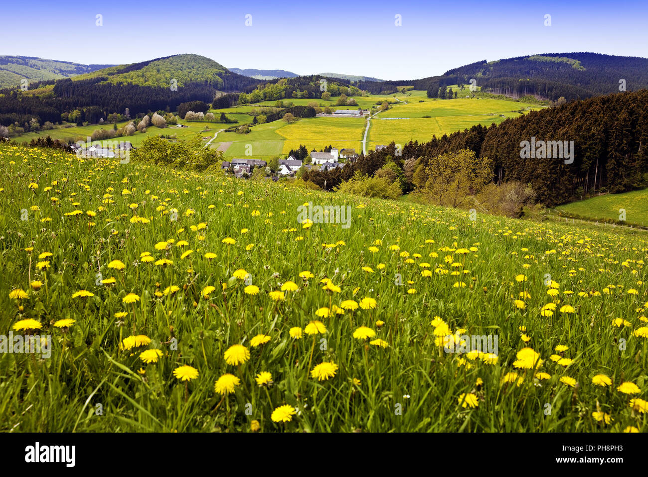 blooming dandelion meadow, Liesen, Hallenberg Stock Photo