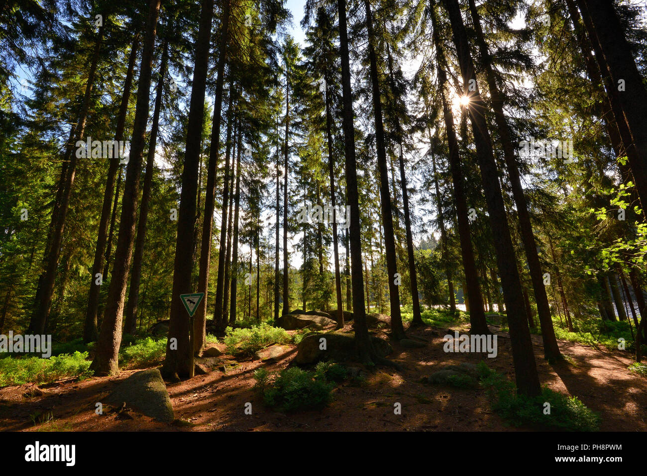 Lake Forest in summer Stock Photo Alamy
