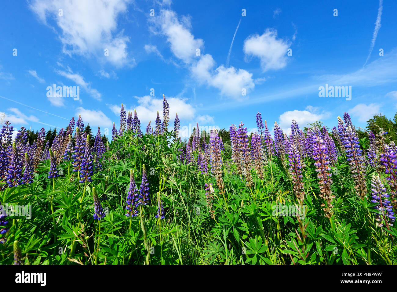 Hiking, blue sky, summer hi-res stock photography and images - Alamy