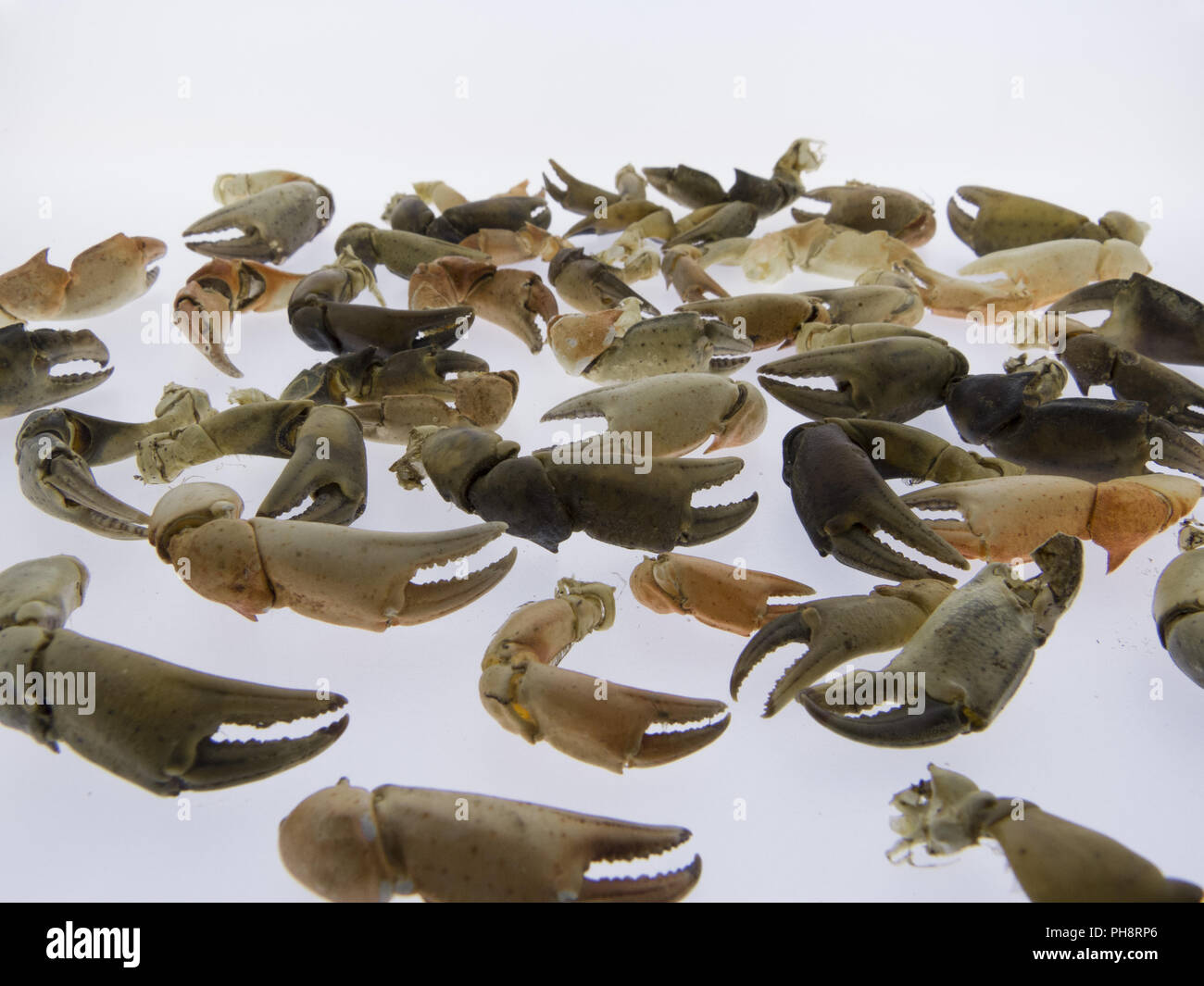 Nippers of crabs, seafood, isolated Stock Photo Alamy